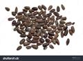 زوفا